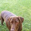 johnhenrythedog